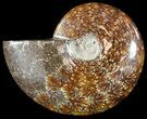 Wide Polished Cleoniceras Ammonite - Madagascar #49432-1